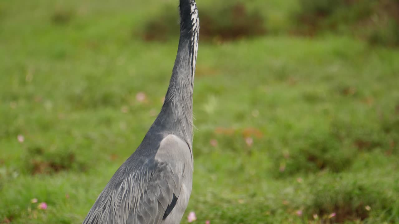 красивая черноголовая цапля стоит в дикой природе