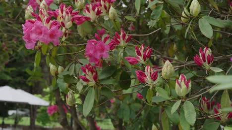 Flores-De-Azalea-Rosa-En-Cámara-Lenta.