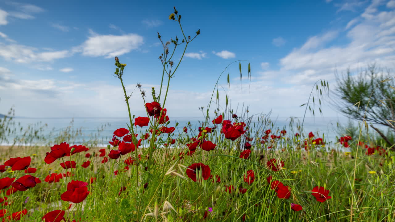 poppy flowers and beach