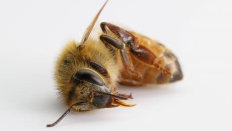 a detailed macro view of a honeybee in its final moments, captured in a studio setting with soft lighting