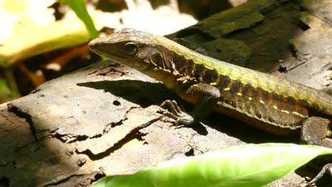 un lagarto atento de pie completamente quieto en un tronco caído, buscando comida o depredadores, parpadeando rápidamente y respirando