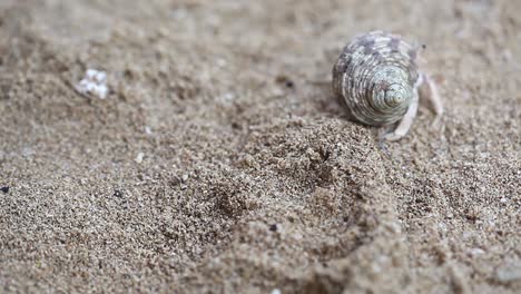 Close-up-of-hermit-crab-opening-up-and-crawling-away