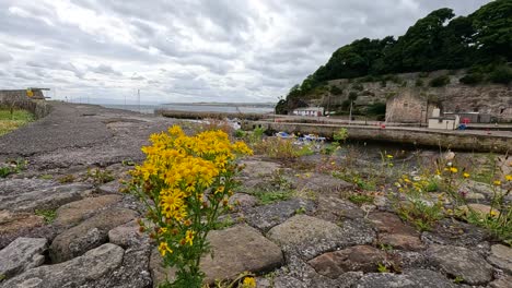 yellow flowers by the sea in dysart harbour