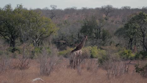 jirafa en la selva africana