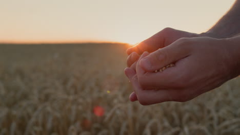 las manos del agricultor con el grano al sol. concepto de agricultura orgánica