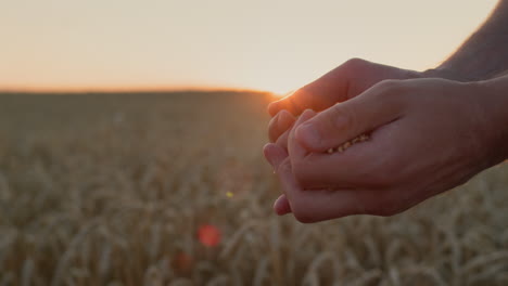 farmer's hands with grain in the sun. organic farming concept