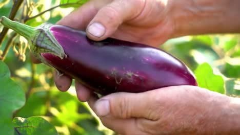harvesting freshly grown eggplant: a close-up examination of perfectly ripe vegetables in a lush garden setting, highlighting nature's bounty and agricultural practices