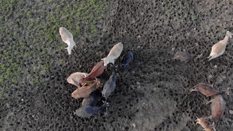 top down aerial of herd of cattle in muddy field, livestock and ranching, beef production