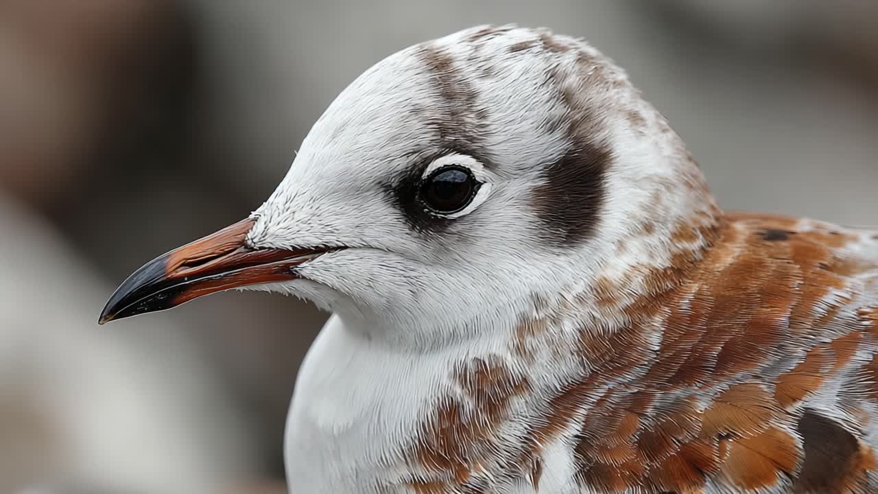 Primi piani di un bellissimo uccello con piumaggio e caratteristiche degli occhi distintivi, che mette in mostra i suoi colori e le texture uniche nel suo habitat naturale.