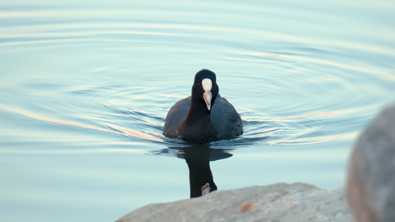 una focha euroasiática flotando sobre el lago durante el día