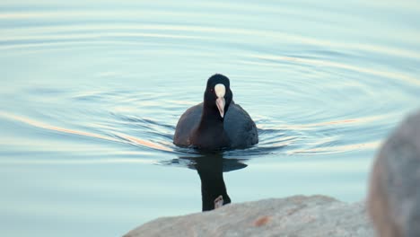 one eurasian coot floating over lake during the day