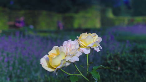 Rosas-Blancas-Y-Amarillas-En-Medio-De-Campos-Morados-En-Flor-En-Un-Parque-De-La-Ciudad