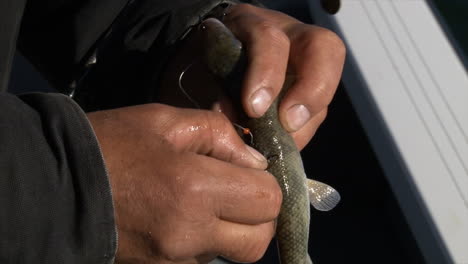 las manos del pescador enganchando el chupete en la aleta dorsal del pez - toma de primer plano