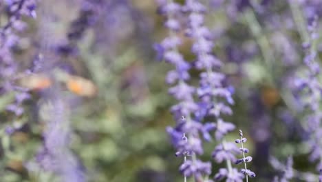 la polilla del colibri se alimenta de las flores de lavanda.