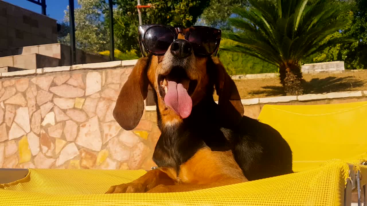 긴 귀를 가진 개가 선글라스를 착용하고 여름 의자에 앉아있는 재미있는 순간.
