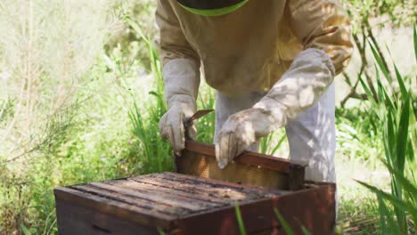 caucasian male beekeeper in protective clothing inspecting honeycomb frame from a beehive