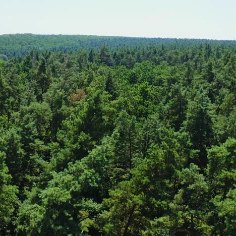 green forest. panoramic view of evergreen trees. flight over the tops of pine trees. beautiful scenery of green woods. aerial view.