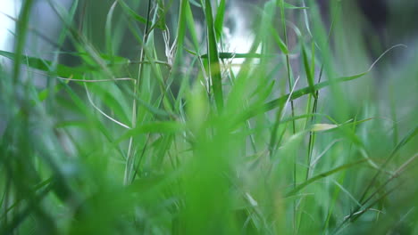 grass close up macro shot