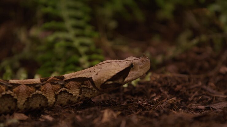 Gaboon viper snake exploring bush area - close up side profile
