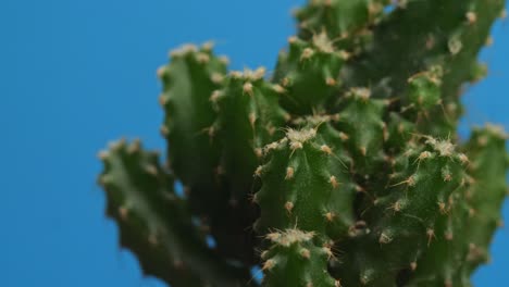 cerca de la planta de cactus castillo de hadas girando a su alrededor en el fondo de la pantalla azul