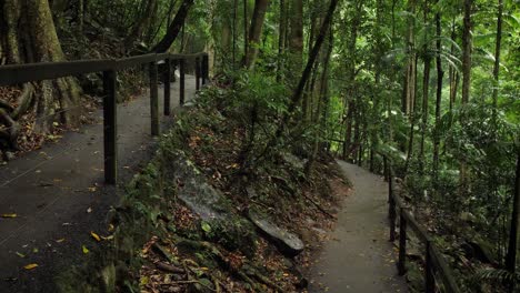 sendero para caminar en el puente natural, parque nacional springbrook, interior de la costa dorada, australia