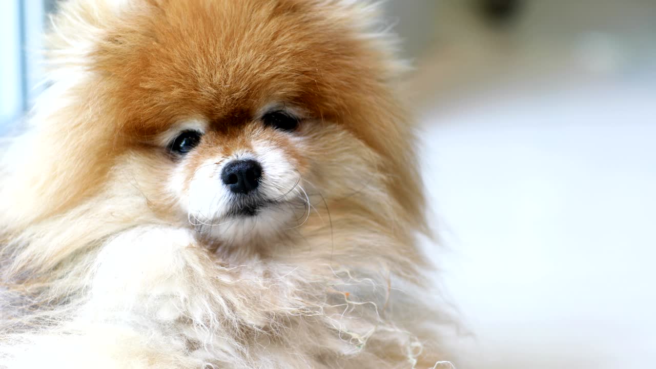 개 는 궁금 한 표정 으로 머리 를 돌린다