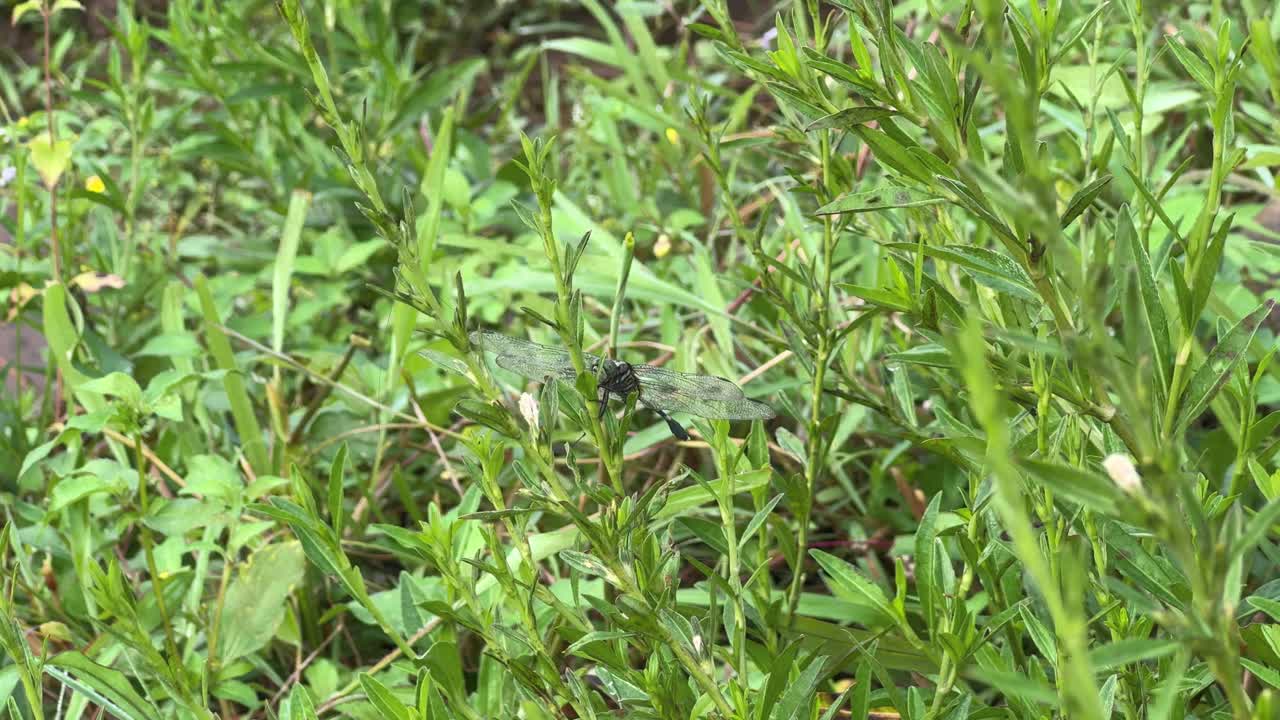 A dragonfly with transparent wings perched calmly among lush green plants. Orthetrum sabina