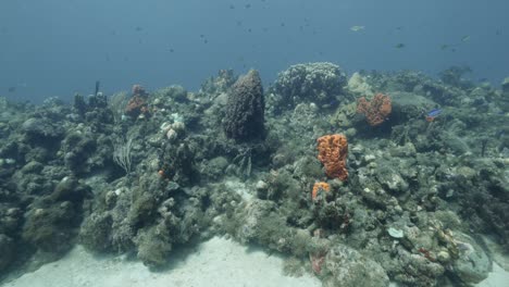 Un-Bonito-Banco-De-Peces-Sobre-El-Arrecife-En-Una-Inmersión-En-Bonitas-Y-Cristalinas-Aguas-Tropicales