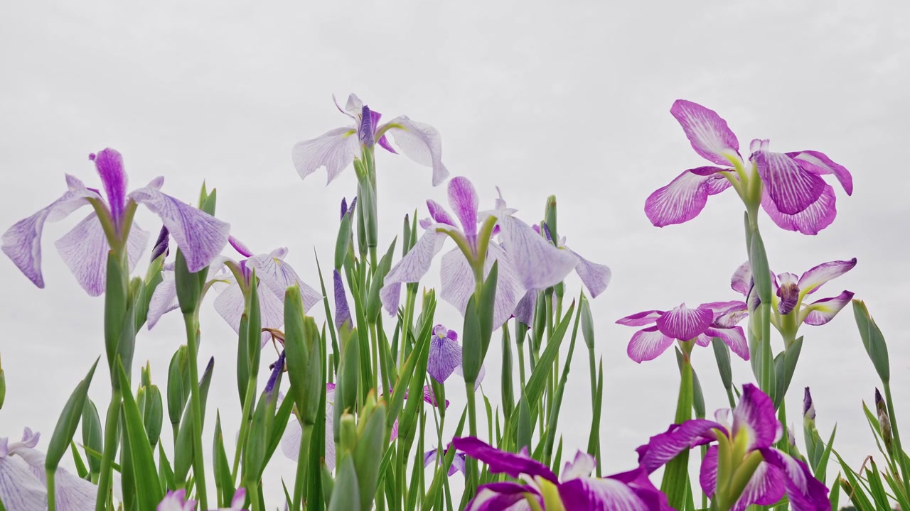 Delicate lavender irises stand beside bold magenta blooms, their contrasting hues set against a plain gray sky in a vivid side-by-side display.