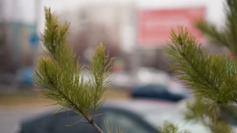 a close-up view of green pine branches with parked cars and blurred city background, with a blur view of cars passing across the road