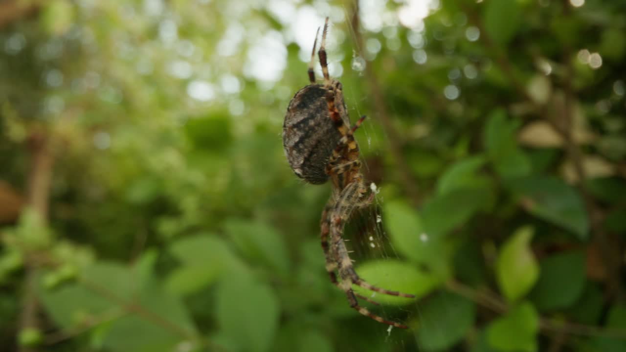 Panning close up reveal of a European Garden spider in its web on a bright summer day with green foliage in the background