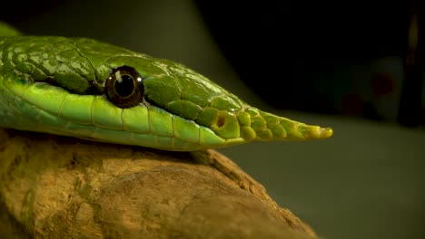 close-up of a green snake