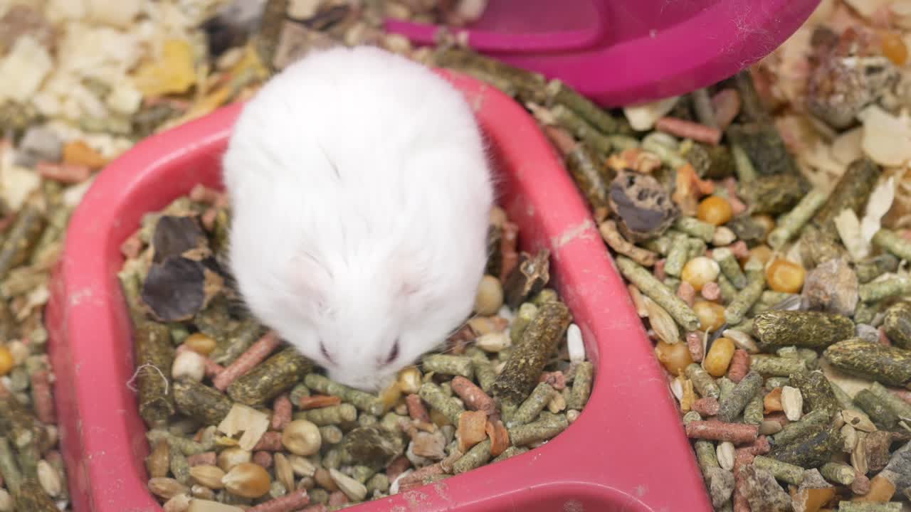 Close-up of a white hamster eating from a red food bowl
