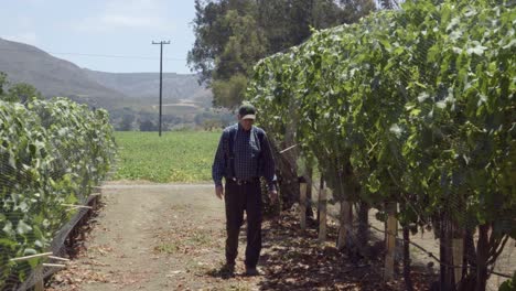 un anciano agricultor inspecciona manzanas y uvas de vino en un rancho en las ricas tierras agrícolas del valle de lompoc california 1