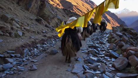 yaks on a mountain path