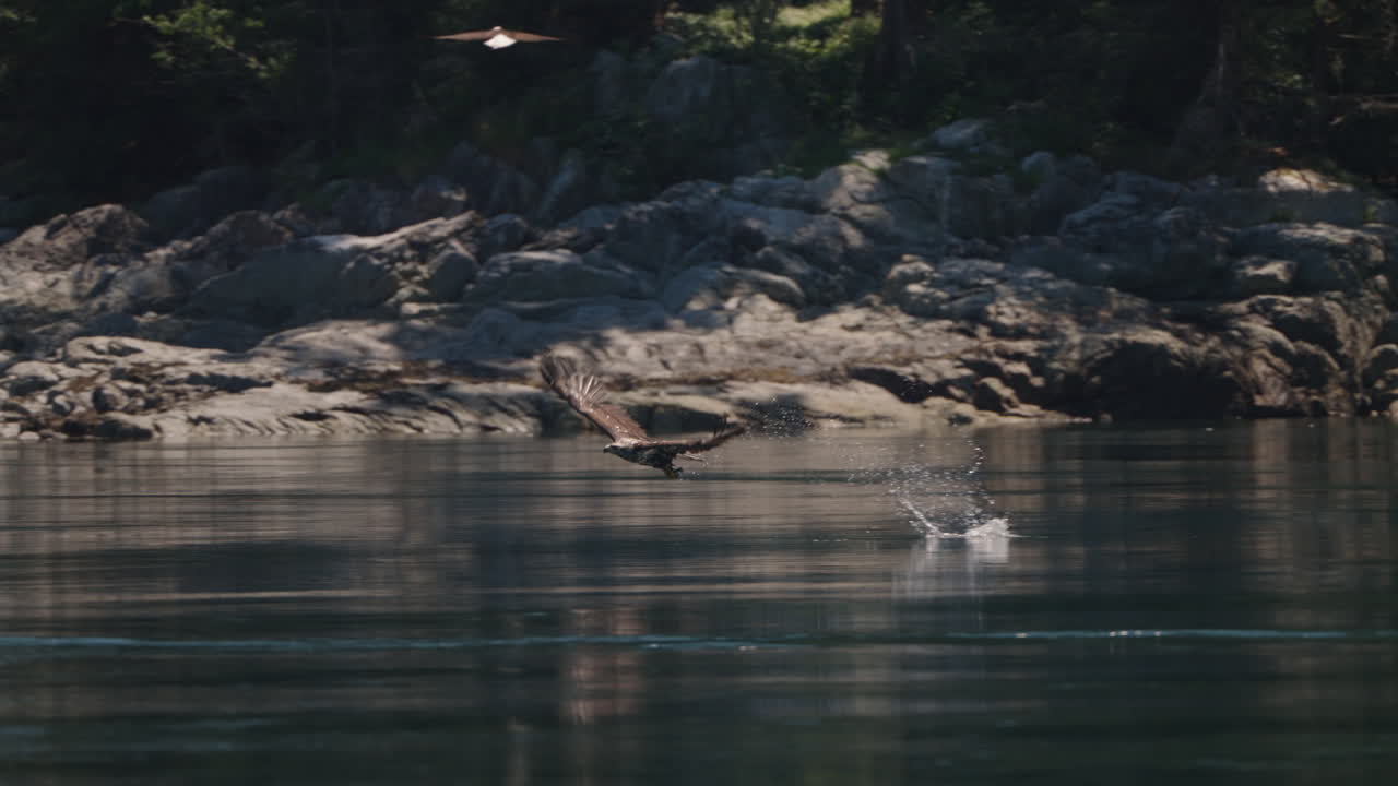캐나다 의 바다 에서 물고기 를 잡는 독수리