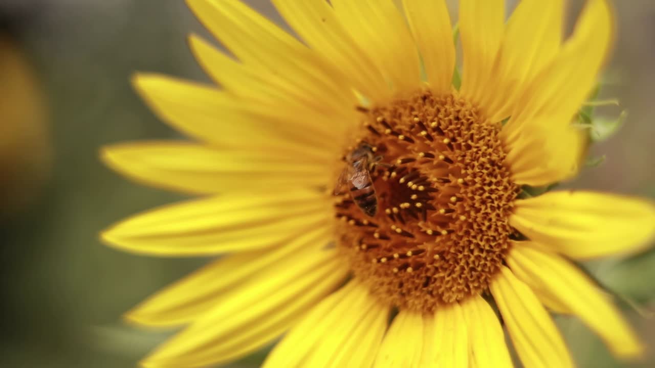 Primo piano estremo di un'ape da miele che raccoglie nettare da un girasole