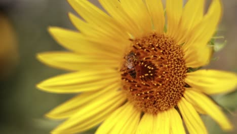 un primer plano extremo de una abeja melífera recogiendo néctar de un girasol
