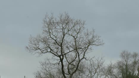 low angle shot of a leafless tree in thetford forest, norfolk, uk during evening time