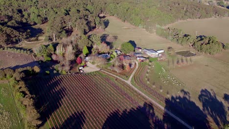 Aerial-orbit-of-a-small-vineyard-in-Autumn-colours-Regional-Victoria