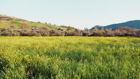 relaxing natural meadow in calabria before spring