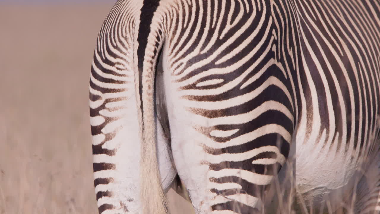 Grevy's Zebras back grazing in savannah