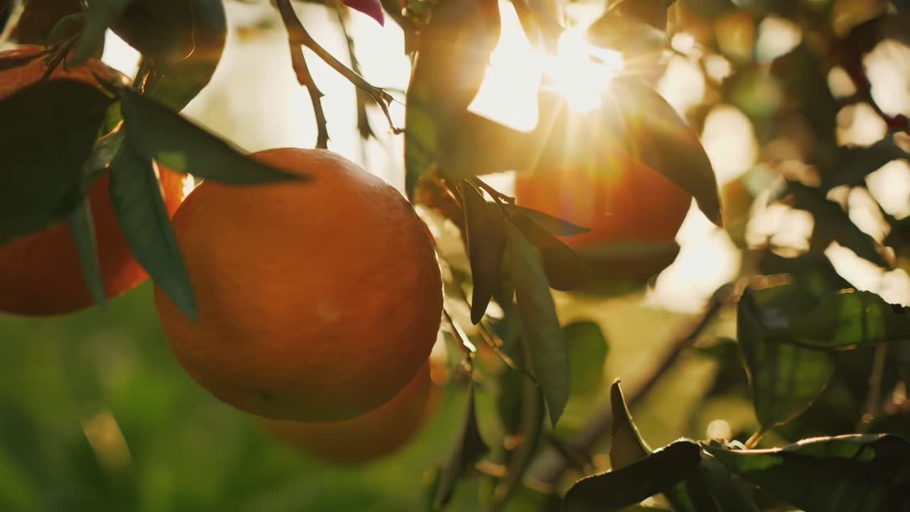 Video ravvicinato di arance su un albero, ripreso dal basso con la calda luce del sole che filtra.
