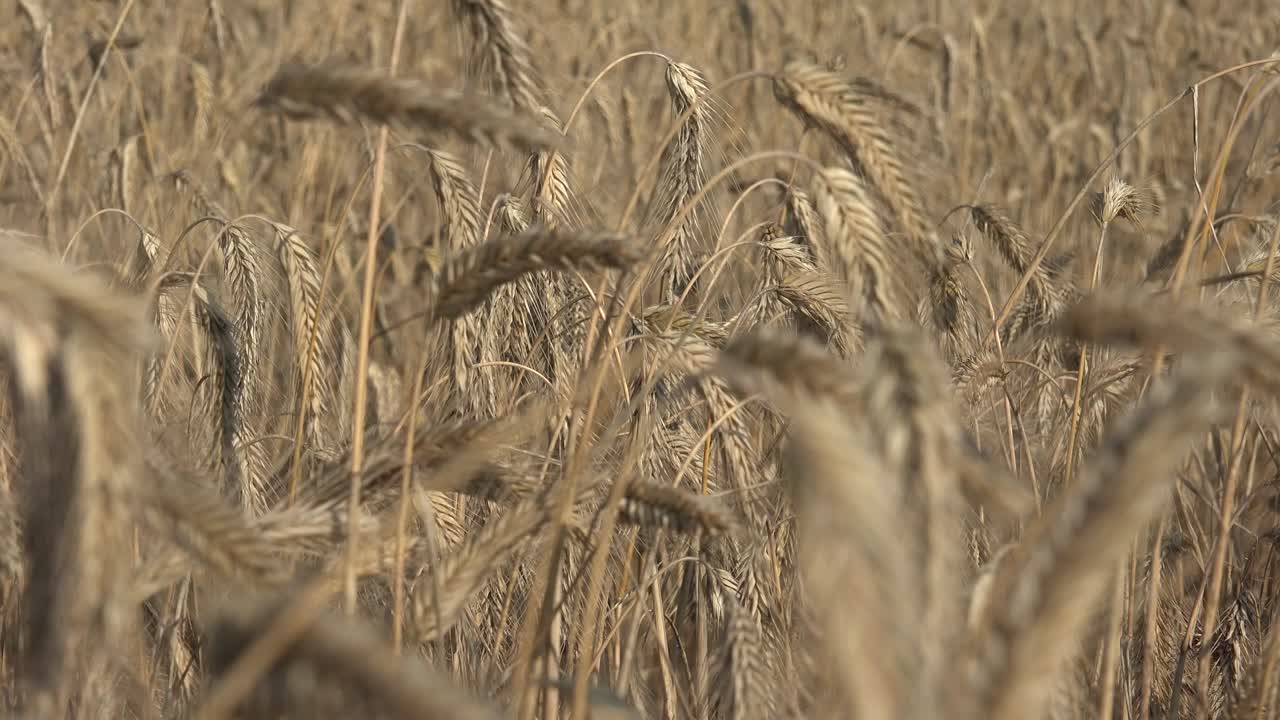 зерно ржи используется для производства муки, хлеба, пива, хрустящих хлебцев, некоторых сортов виски, водки и корма для животных