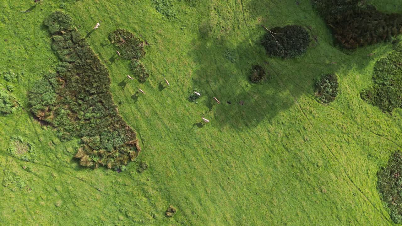 켄트 시골에 있는 녹색 사슴 공원에서 돌아다니는 수많은 사슴의 돌리 포워드 조감도