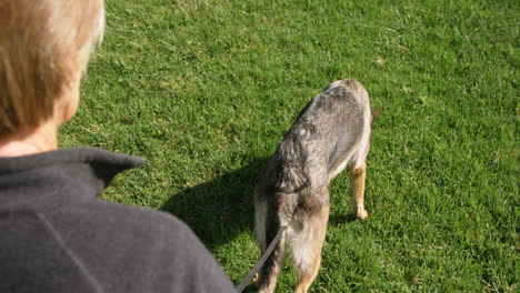 shepherd dog walking with his owner in the farm 4k