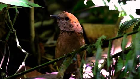 La-Pitta-De-Nuca-Oxidada-Es-Un-Ave-Confiada-Que-Se-Encuentra-En-Hábitats-De-Bosques-Montañosos-De-Gran-Altura,-Hay-Muchos-Lugares-En-Tailandia-Para-Encontrar-Esta-Ave