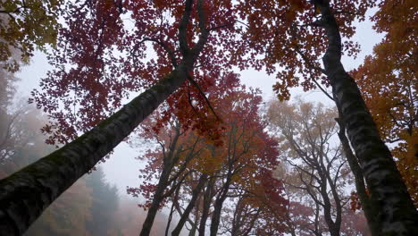 autumn trees in a misty forest