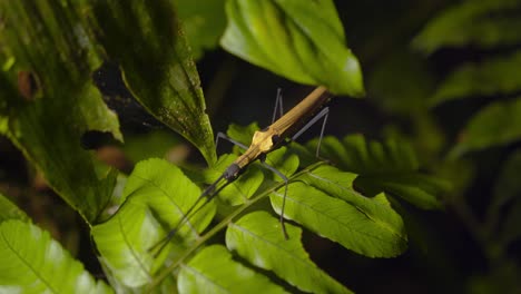 large stick insect sitting on leaves with its big antennae of the phasmid, stick insect