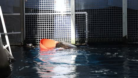 seal interacts with buoy in water enclosure